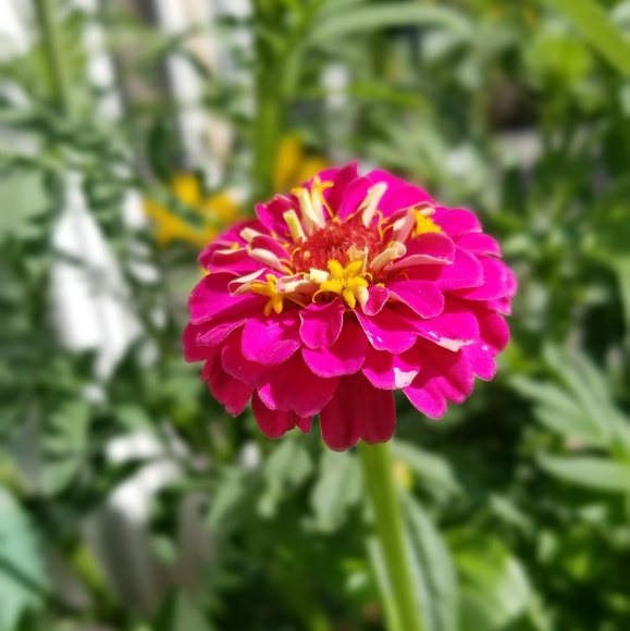 biancaparm